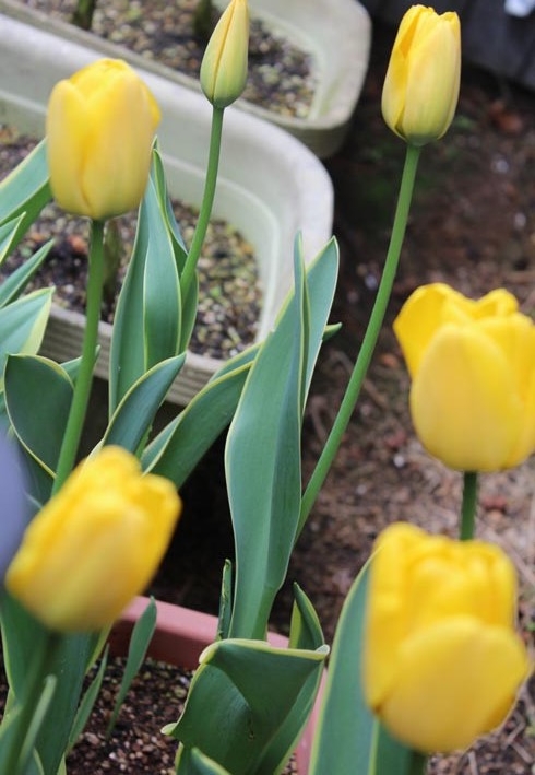 f:id:plum-k:20130408131506j:image:w204