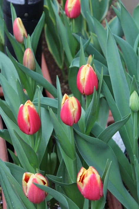 f:id:plum-k:20130408131507j:image:w196