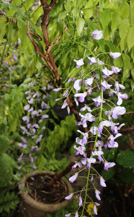 f:id:plum-k:20130423110029j:image:w192