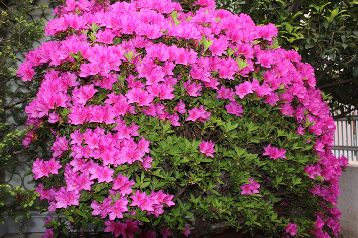 f:id:plum-k:20130423110031j:image:w400