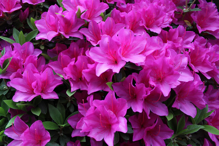 f:id:plum-k:20130423110032j:image:w300