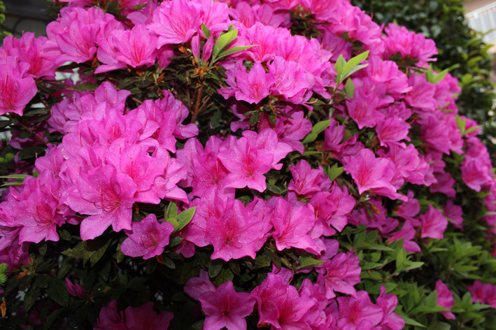 f:id:plum-k:20130423110033j:image:w300