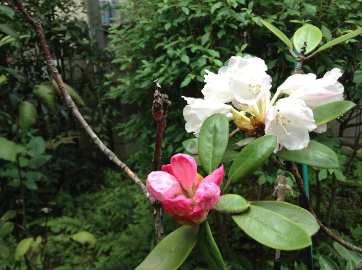 f:id:plum-k:20130501102145j:image:w300