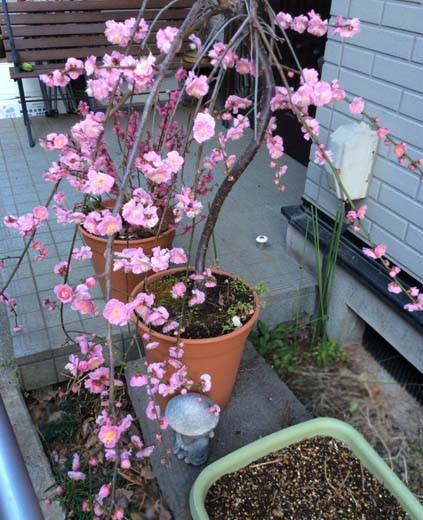 f:id:plum-k:20140320133809j:image:w400