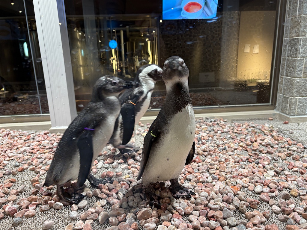 沼津タップルーム便り】ペンギンがいる異色のお店 ONEDROP（仲見世商店