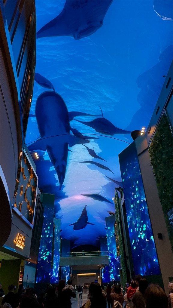 f:id:plumeria8:20250201212808j:image