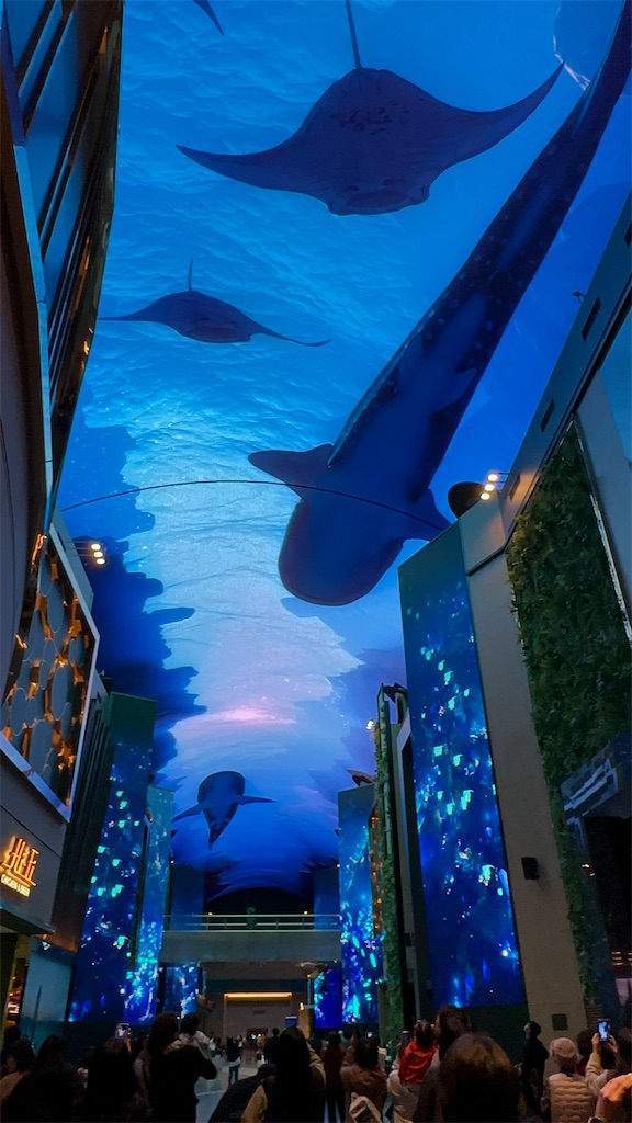 f:id:plumeria8:20250201213035j:image