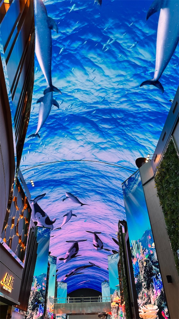 f:id:plumeria8:20250201213216j:image