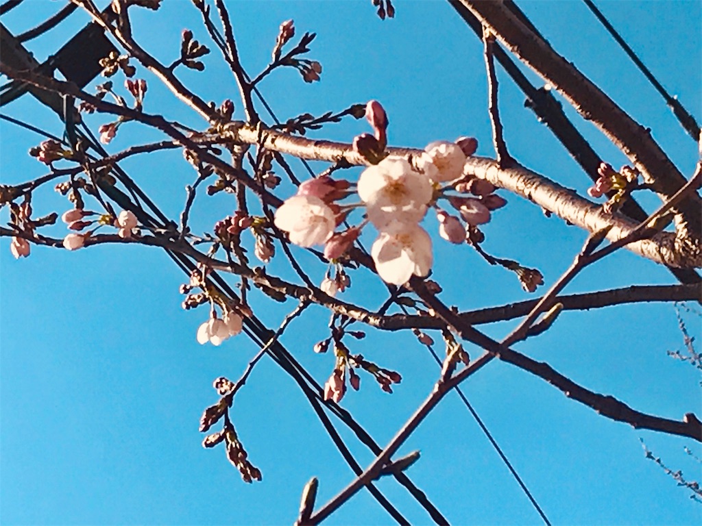f:id:plumin60:20190324232915j:image f:id:plumin60:20190324232915j:image