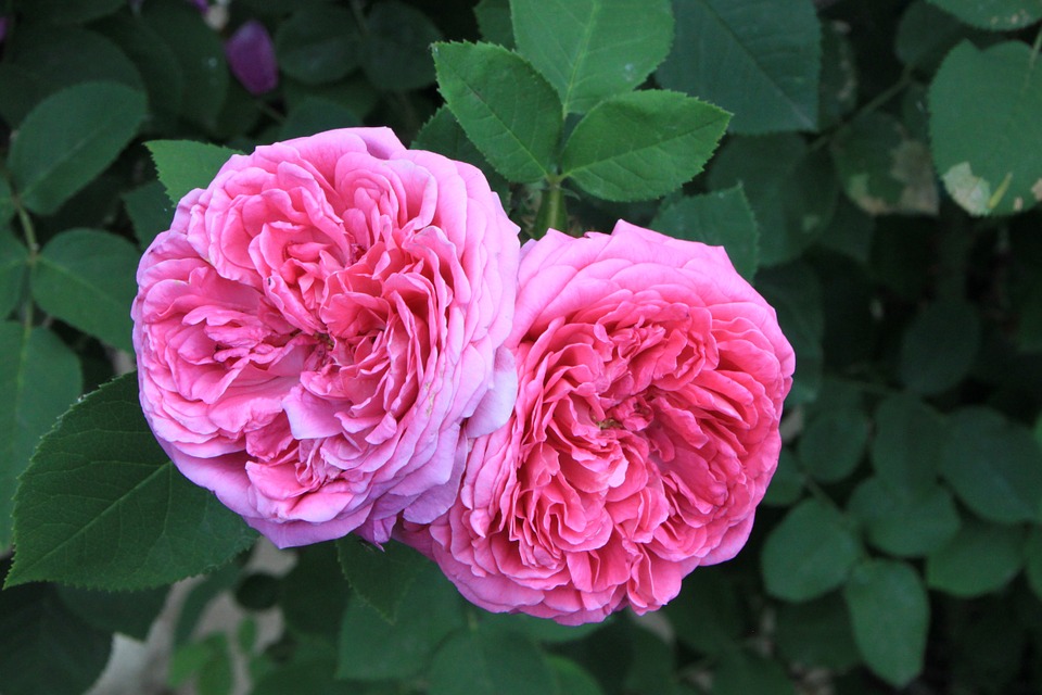 f:id:plumiu:20190127221055j:plain f:id:plumiu:20190127221055j:plain
