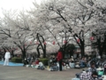 [【obj】花撮り][錦糸町][錦糸公園]07年さくらまつり