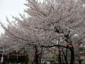 [【obj】花撮り][錦糸町][錦糸公園]07年さくらまつり