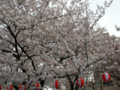 [【obj】花撮り][錦糸町][錦糸公園]07年さくらまつり