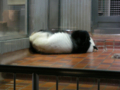 [上野][上野動物園][動物]