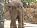 [上野][上野動物園][動物]