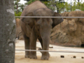 [上野][上野動物園][動物]