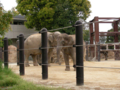 [上野][上野動物園][動物]