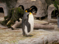 [上野][上野動物園][動物]