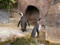 [上野][上野動物園][動物]