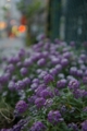 [錦糸町][【obj】花撮り][Cosina MF 28mm F3.5(MD Mount改]