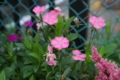 [錦糸町][【obj】花撮り][Cosina MF 28mm F3.5(MD Mount改]