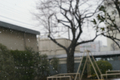 [【obj】街撮り][【obj】雪][SMC TAKUMAR 55mm F1.8]雪降るやおほけき粒はおそかりし｜雨垂れや雪よおまえは溶けたいか｜