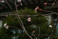 [九段下][【obj】花撮り][SMC TAKUMAR 55mm F1.8]桜花ほころびそむり砂利の音