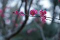 [九段下][【obj】花撮り][SMC TAKUMAR 55mm F1.8]願わくば一途に咲けよ梅の花｜梅咲くや同期の桜ならずとも