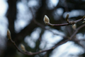 [九段下][【obj】花撮り][SMC TAKUMAR 55mm F1.8]春塵や優しき綿の花の名は