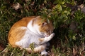 [上野公園][ぬこ][動物][SMC TAKUMAR 135mm F3.5]春近し日溜まりに歌の終はるまで