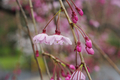 [九段下][【obj】花撮り][SMC TAKUMAR 55mm F1.8]背筋にはなにもあらざり濡れ桜