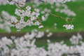 [九段下][【obj】花撮り][SMC TAKUMAR 55mm F1.8]