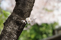 [【obj】街撮り][【obj】花撮り][【obj】植物][SIGMA 18-200mm F3.5-6.3 DC]萌え出でて見向かれもせぬ若芽かな