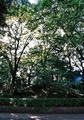 [上野公園][フィルム]山あえぎ蝉が時雨るるばかりなり