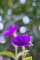 [【obj】花撮り][【obj】街撮り][SMC TAKUMAR 135mm F3.5]