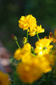 [【obj】花撮り][SMC TAKUMAR 135mm F3.5]