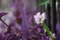 [【obj】街撮り][【obj】花撮り][レンズ不明]