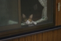 [【obj】街撮り][動物][ぬこ][レンズ不明]
