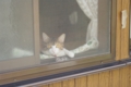 [【obj】街撮り][動物][ぬこ][レンズ不明]