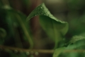 [【obj】街撮り][【sce】夜景][【sce】雨景][【obj】植物][FA 50mm F1.7]秋雨や傘で梢を鳴らし行く