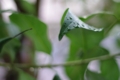 [【obj】街撮り][【obj】植物][レンズ不明]