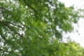 [【obj】街撮り][【obj】植物][レンズ不明]