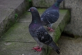 [【obj】街撮り][動物][レンズ不明]