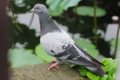 [【obj】街撮り][動物][レンズ不明]