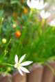 [【obj】花撮り][FA 50mm F1.7]