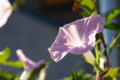 [【obj】花撮り][【obj】街撮り][FA 50mm F1.7]