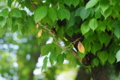 [錦糸公園][【obj】植物][PENTAX 135mm F3.5]