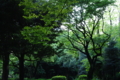 [代々木公園][TAMRON SP AF28-75mm F2.8]