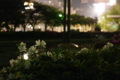 [錦糸公園][【sce】夜景][【obj】花撮り][TAMRON SP AF28-75mm F2.8]