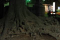 [新宿][神社仏閣][【obj】植物][【sce】夜景][RICOH XR RIKENON 50mm F2]